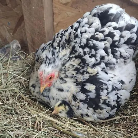Avec Vue Sur Mont Saint Michel Nyaraló