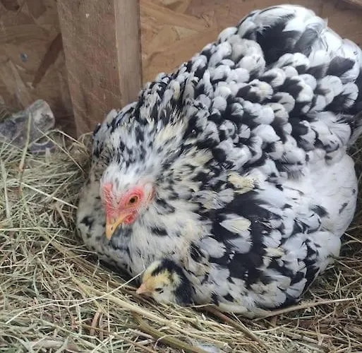Avec Vue Sur Mont Saint Michel Vakantiehuis